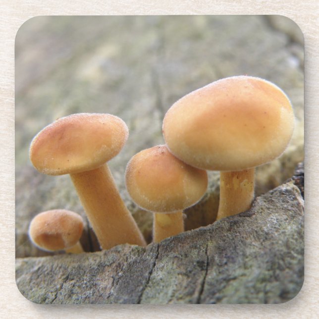 Toadstools em uma Porta copos do tronco de árvore (Frente)