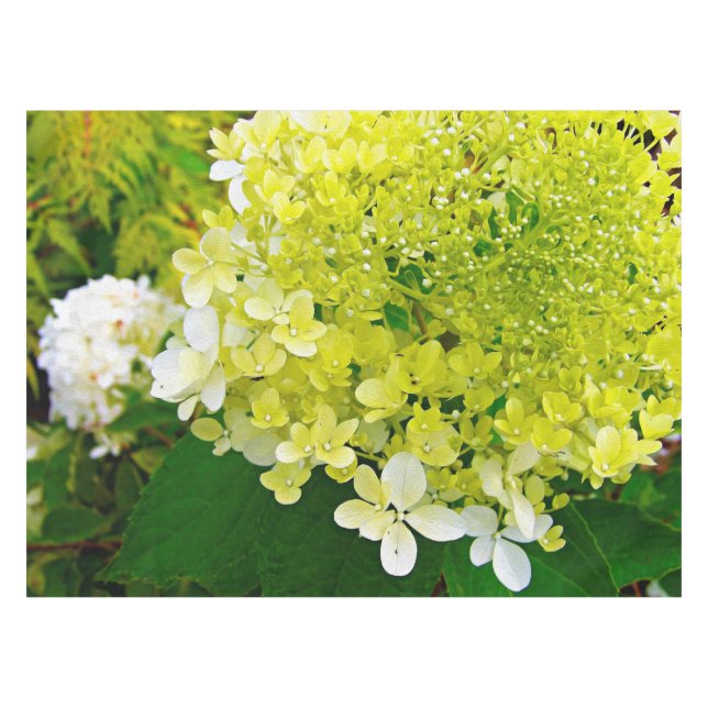 Toalha De Mesa Chartreuse Green, Limelight Hydrangea, (Frente (Horizontal))