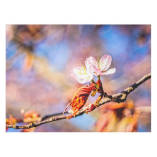 Toalha De Mesa Duas Incríveis Flores Sakura. Fundo Cor-de-rosa,