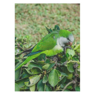 Toalha De Mesa Papagaio verde