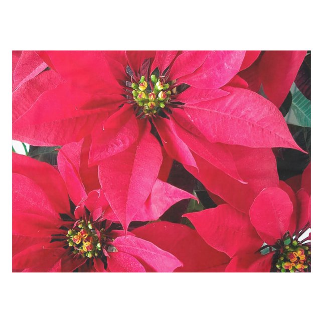 Toalha De Mesa Red Poinsettias (Frente (Horizontal))
