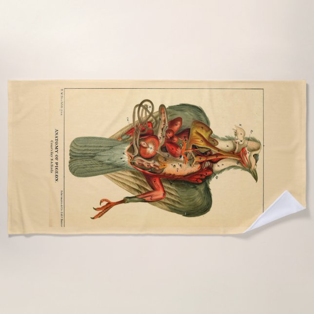 Toalha De Praia Anatomia de um Pombo (Frente)