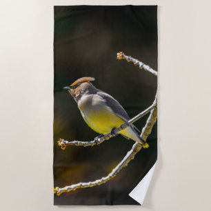 Toalha De Praia Cedar Waxwing Songbird Original Foto de Pássaro Se