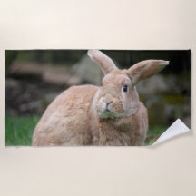 Coelhinho de gengibre bonito com orelhas grandes