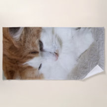 Contemplação do Gatinho (Rico Felino): Foto Cat