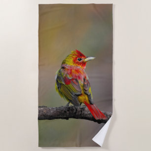 Toalha De Praia Scarlet Tanager Molting - Fotografia original