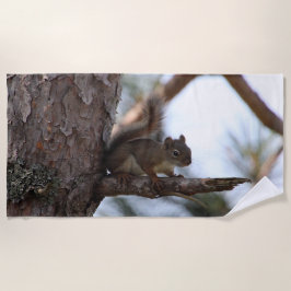 Toalha De Praia Squirrel in a Pine Tree Beach Towel