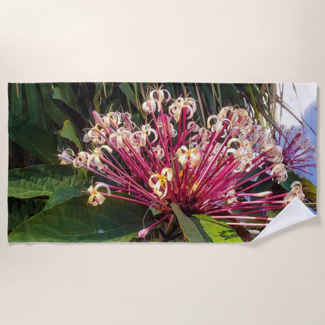 Toalha De Praia Starburst Clerodendrum Flowers Beach Towel (Frente)