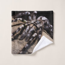 aranha-da-tarântula ornamental indiana