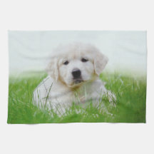 Grama verde bonito de cão de filhote de cachorro