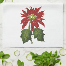 Natal Antigo, Planta de Inverno Poinsettia Vermelh