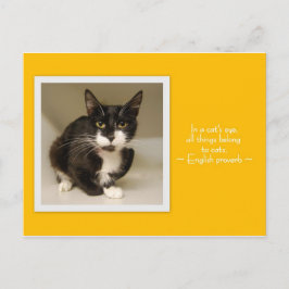 Todas as coisas pertencem ao cartão postal dos gat