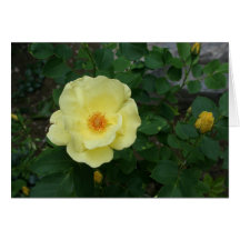 Todo o cartão da ocasião