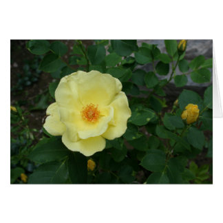 Todo o cartão da ocasião