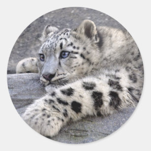 Todos os adesivos Jogados