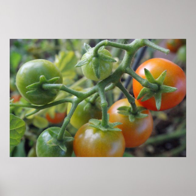 Tomates cereja na poster (Frente)
