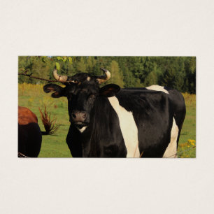 Tome a Bull pelos chifres