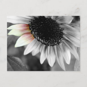 tons de cartões postais solares