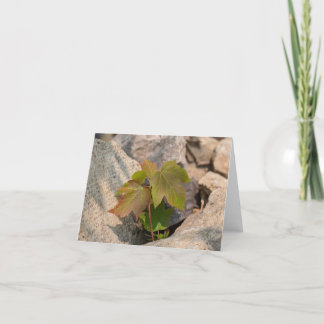 Toque da Natureza - Saudação e Cartões de agradeci