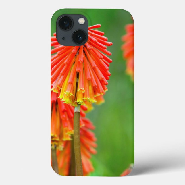 Torch Lily (Kniphofia Uvaria), Cabo Ocidental (Verso)