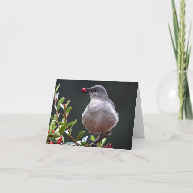 Tordo dos remedos do norte - Joe Sweeney - cartão (Frente)