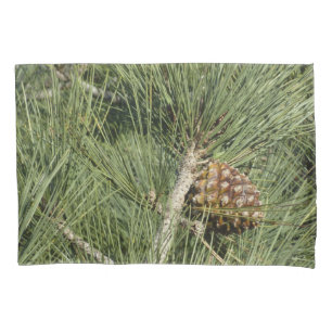 Torrey Pine Closeup California Botanical