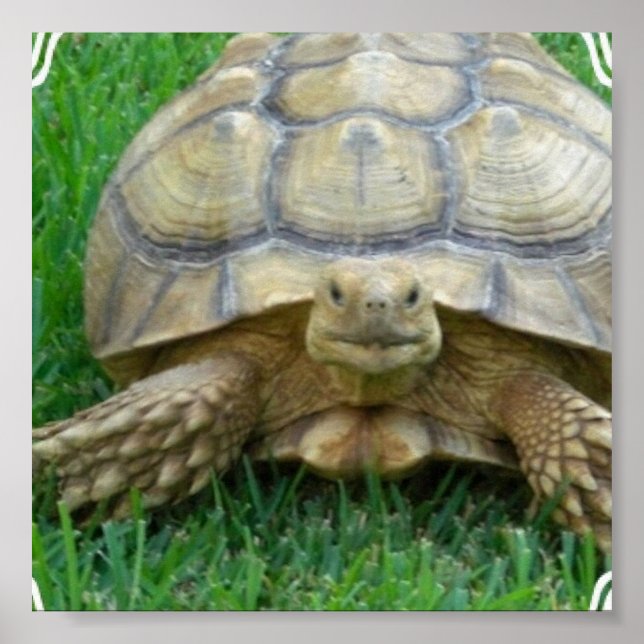 Tortoise Poster (Frente)