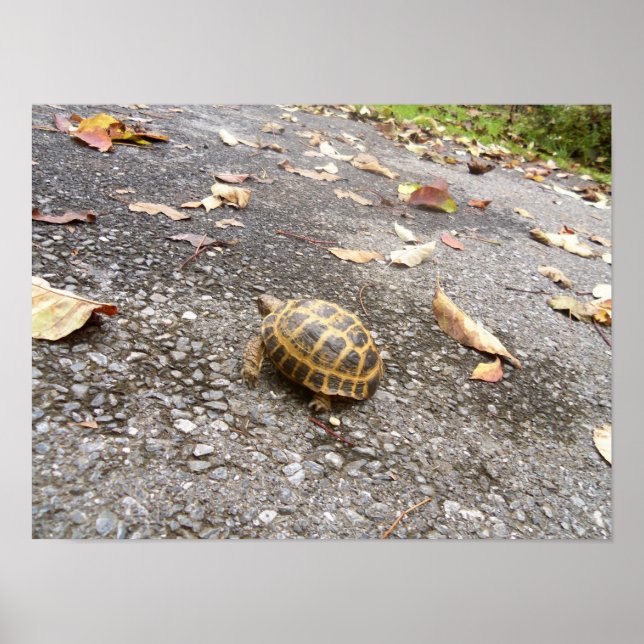 Tortoise sobre a missão Poster de animais (Frente)