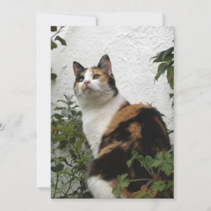 TortoisInferno e Gato Branco