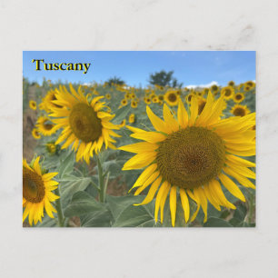 Toscana Girassóis Cartão postal