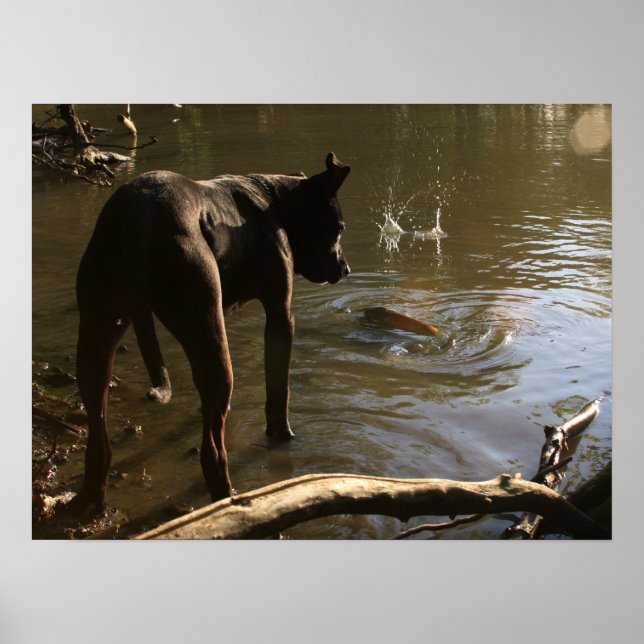 Touro de peixe Poster (Frente)