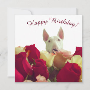Touro terrier com rosas - Feliz Aniversário!