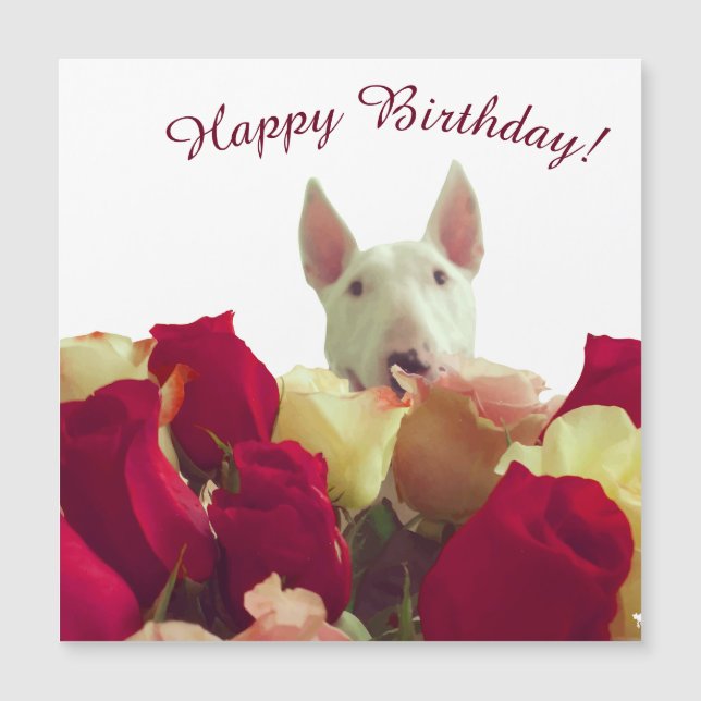 Touro terrier com rosas - Feliz Aniversário! (Frente)