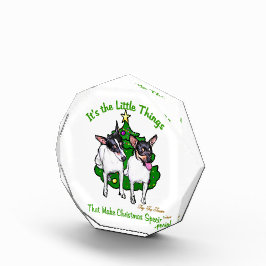 Toy Fox Terrier Natal