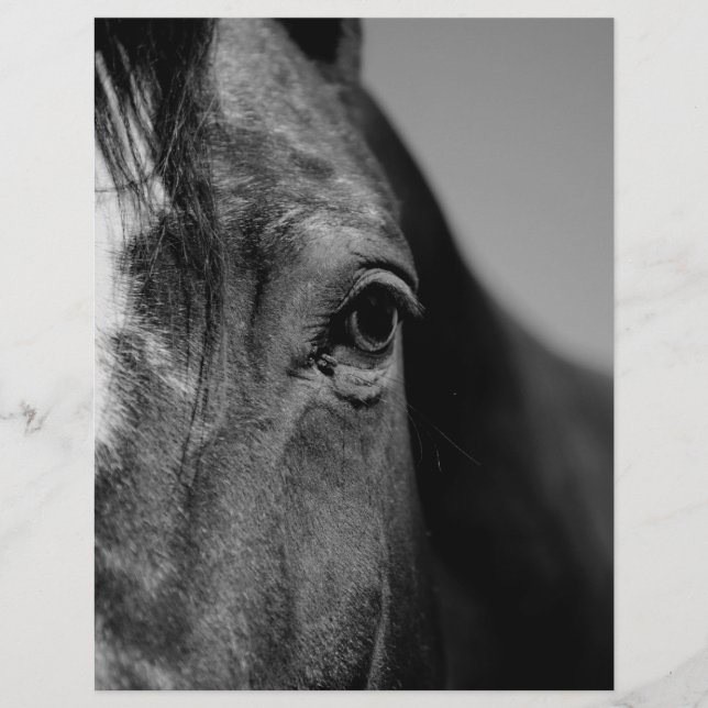 Trabalho de arte de Olhos de Cavalo Branco Negro (Frente)