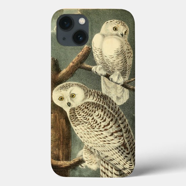 Trabalho de arte de Snowy Owl Audubon (Verso)