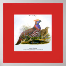 Tragopan de Temminck /Faisão Horned J.Gould Poster