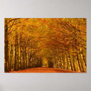 Trajeto de passeio através da floresta no poster
