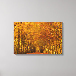 Trajeto de passeio através das canvas da floresta