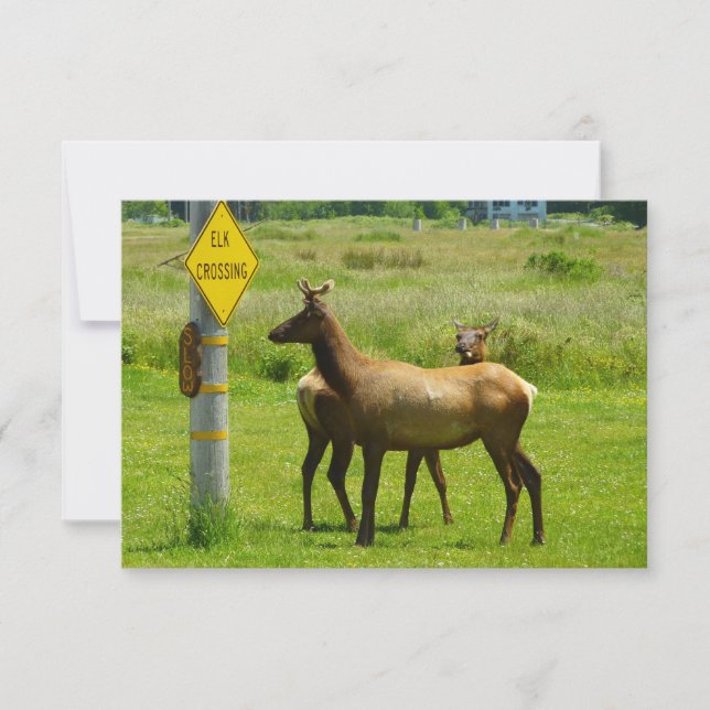 Travessia de Alces Fotografia da Vida Selvagem na  (Frente)