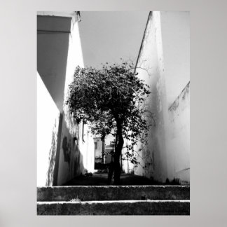 "Tree In Cape Town" , Poster De Arte JTG