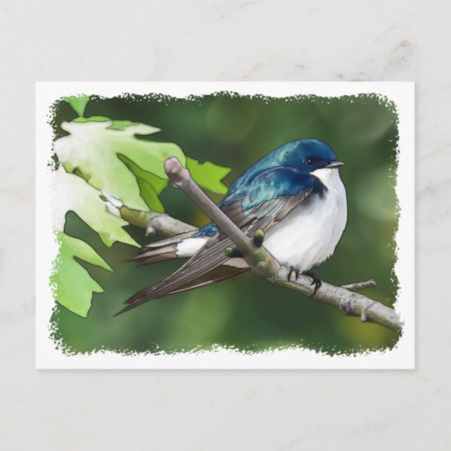 Tree Swallow - Cartão postal (Frente)
