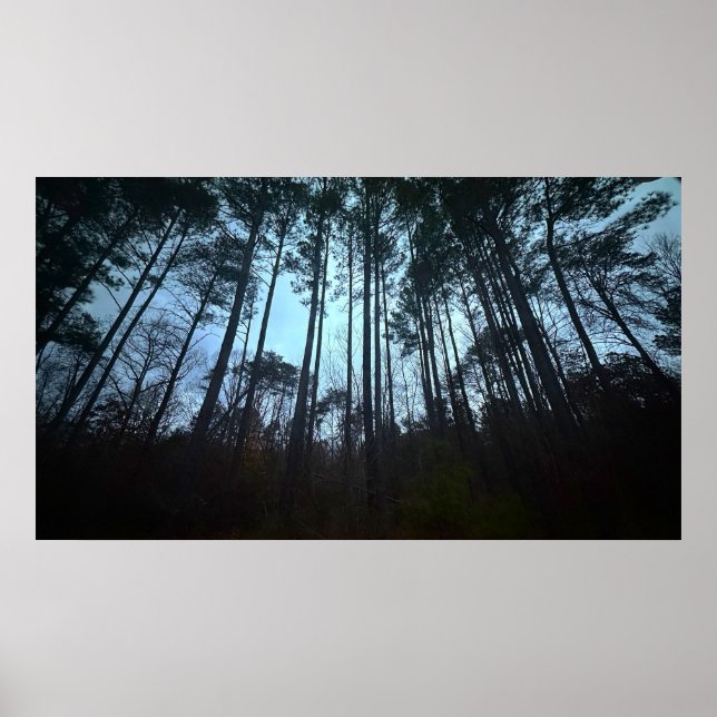 Trees & Fog,  Poster (Frente)