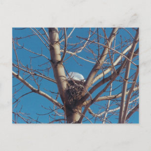 Treetop Chalet - cartão postal