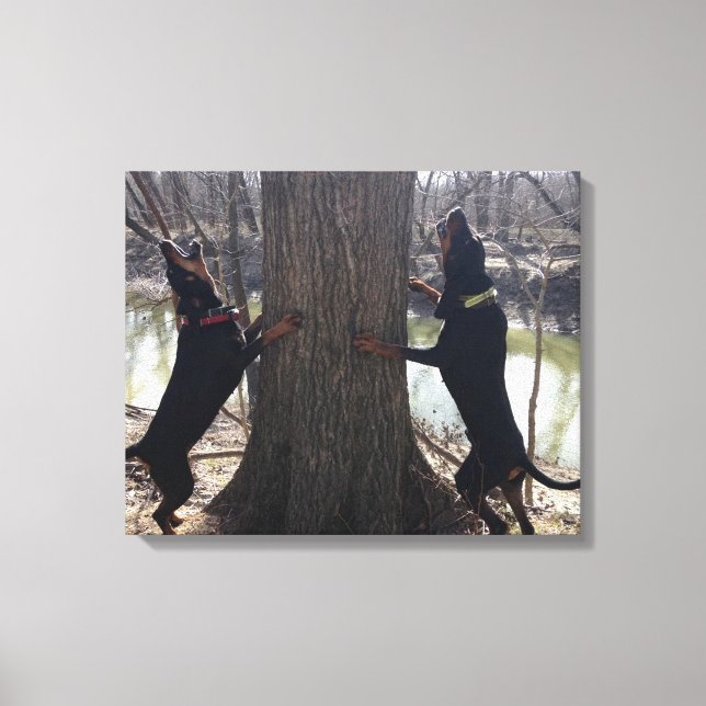 Treing Coon Hounds Canvas (Frente)