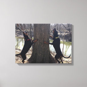 Treing Coon Hounds Canvas