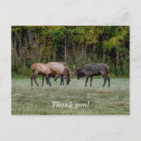 Três alces machos lutando Cartão postal de agradec