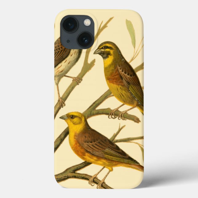 Três Aves Domésticas Empoleiradas em um Ramo (Verso)