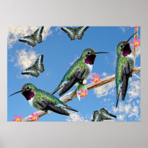 Três beija-flores percorrendo um galho Poster