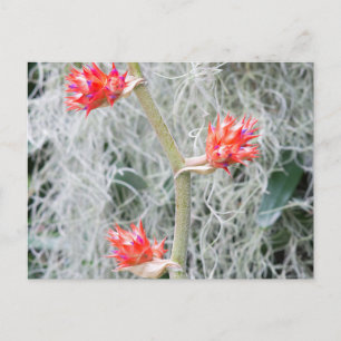 três bromélias florescem no cartão postal do pedún